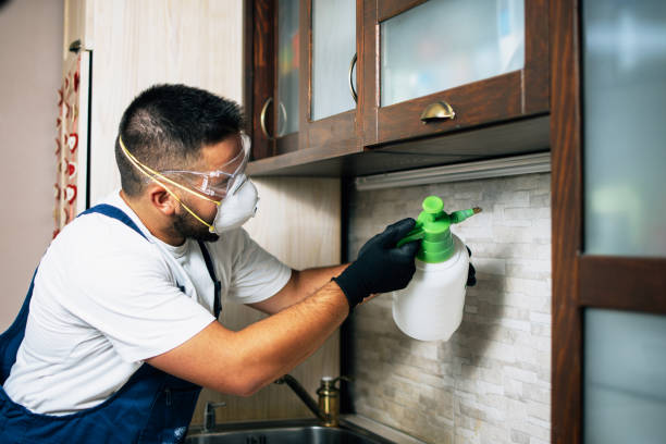 Best Pest Control Near Me in San Lorenzo, CA