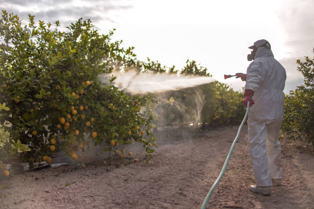 Best Pest Inspection Near Me  in San Lorenzo, CA