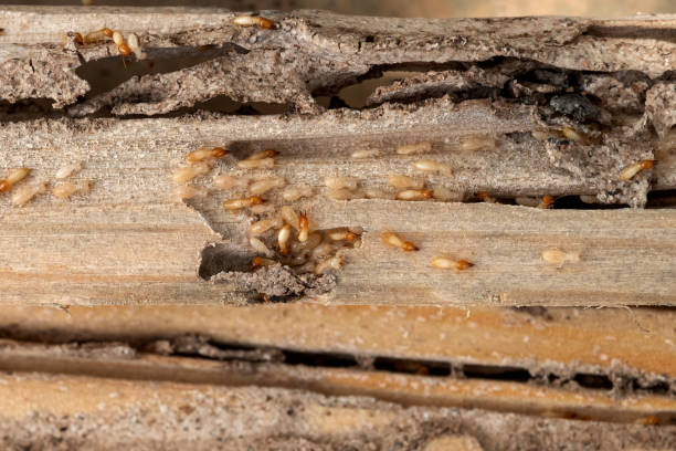 Best Mosquito Control Services  in San Lorenzo, CA