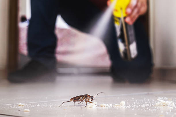 Reliable San Lorenzo, CA Pest Control Solutions