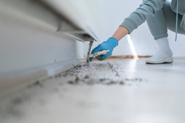 Best Pest Inspection Near Me  in San Lorenzo, CA