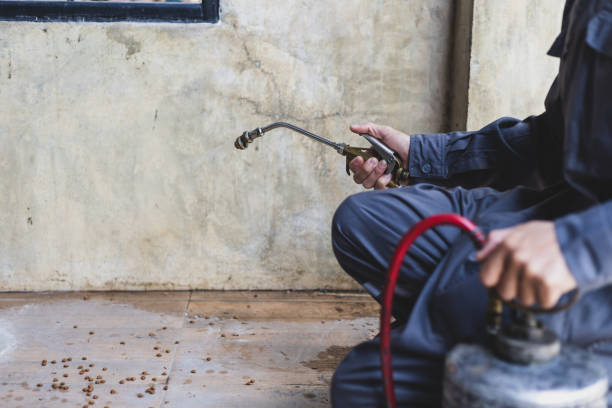 Best Affordable Pest Control Services  in San Lorenzo, CA